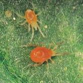 Spider Mites | See more pests at the Bug Hunters Pest Control | http://www.bughunterspestcontrol.com