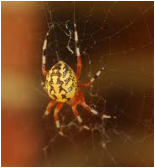 Marble Back Orb Weaver | See more pests at the Bug Hunters Pest Control | http://www.bughunterspestcontrol.com