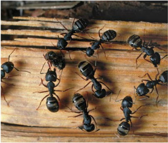 Carpenter Ants | See more pests at the Bug Hunters Pest Control | http://www.bughunterspestcontrol.com