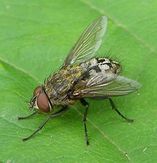 Cluster Fly | See more pests at the Bug Hunters Pest Control | http://www.bughunterspestcontrol.com