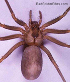 Brown Recluse | See more pests at the Bug Hunters Pest Control | http://www.bughunterspestcontrol.com
