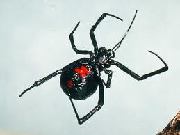 Black Widow | See more pests at the Bug Hunters Pest Control | http://www.bughunterspestcontrol.com