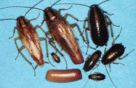German Roach | See more pests at the Bug Hunters Pest Control | http://www.bughunterspestcontrol.com