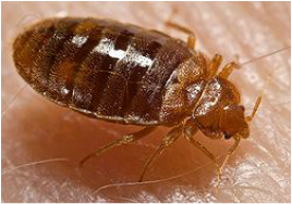 Bed Bugs | See more pests at the Bug Hunters Pest Control | http://www.bughunterspestcontrol.com