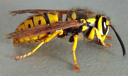 Yellow Jacket | See more pests at the Bug Hunters Pest Control | http://www.bughunterspestcontrol.com