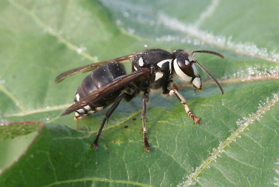 Bald Face Hornet | See more pests at the Bug Hunters Pest Control | http://www.bughunterspestcontrol.com