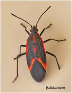 Box Elder Bug | See more pests at the Bug Hunters Pest Control | http://www.bughunterspestcontrol.com