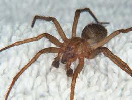 Male Hobo Spider | See more pests at the Bug Hunters Pest Control | http://www.bughunterspestcontrol.com